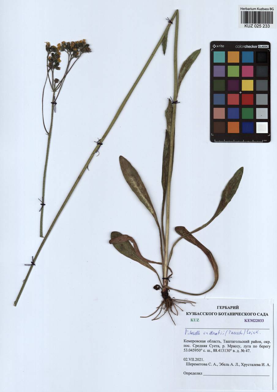 Pilosella cymosa subsp. vaillantii (Tausch) S. Bräut. & Greuter, Siberia, Altai & Sayany Mountains (S2) (Russia)