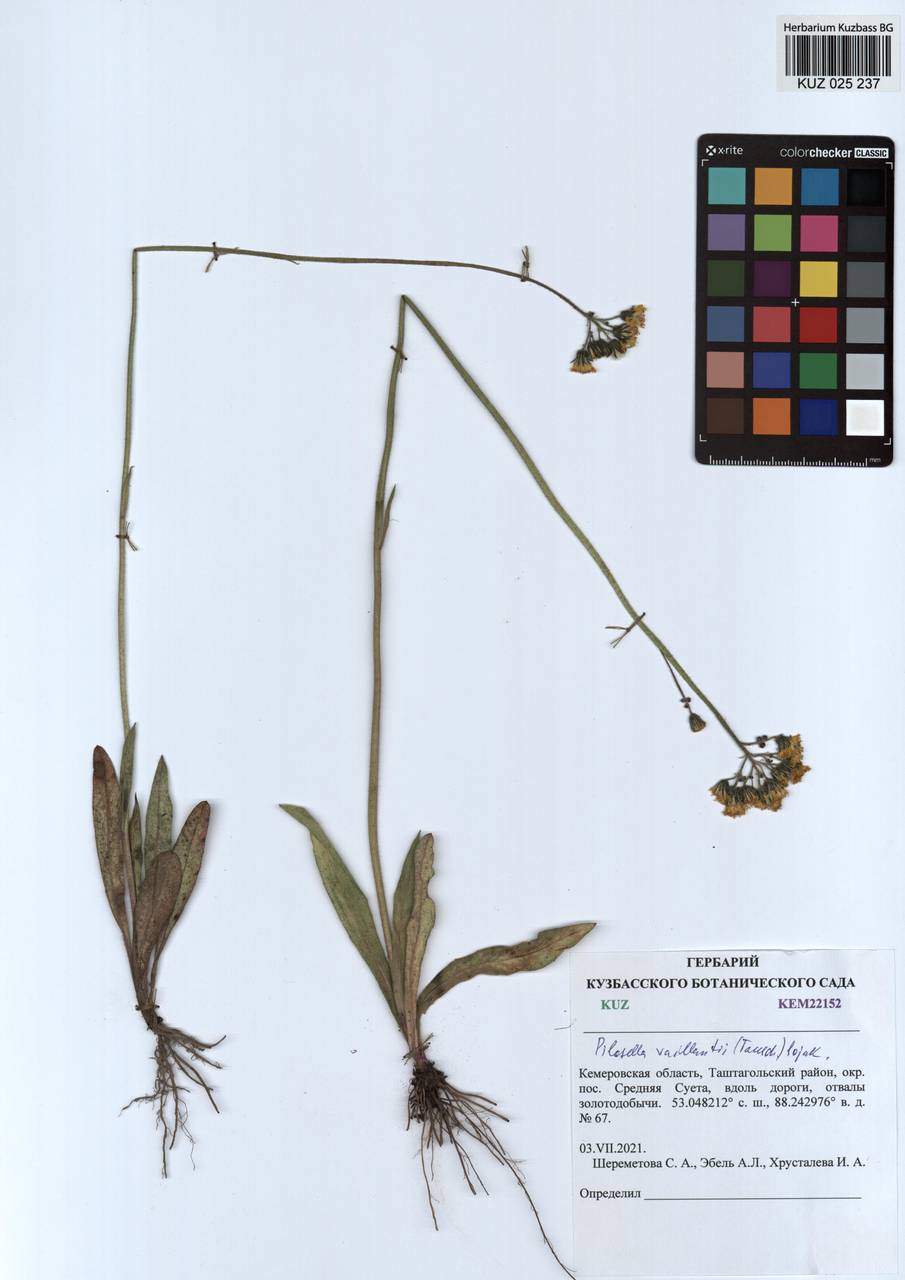 Pilosella cymosa subsp. vaillantii (Tausch) S. Bräut. & Greuter, Siberia, Altai & Sayany Mountains (S2) (Russia)