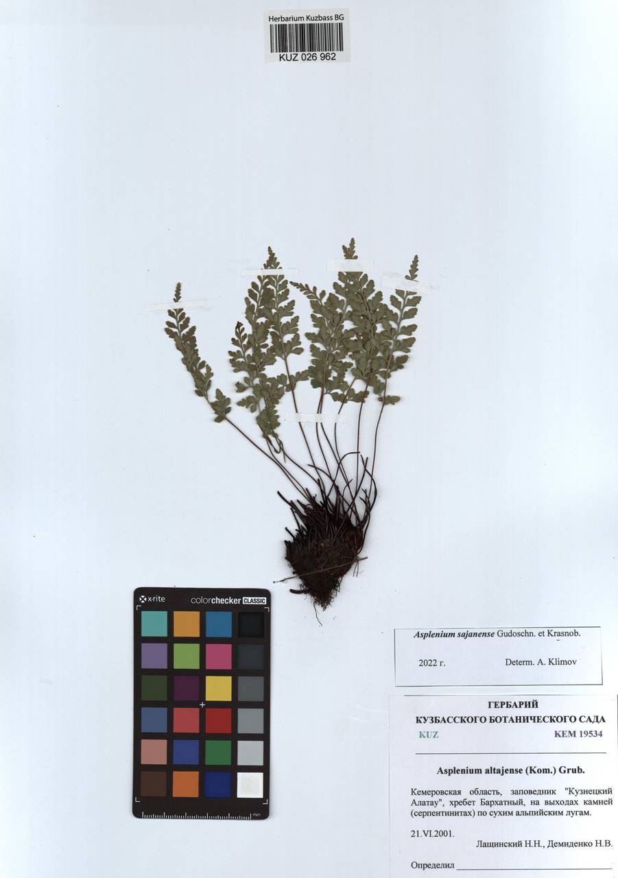 Asplenium cuneifolium subsp. woronowii (Christ) Reichst., Viane, Rasbach & Schneller, Siberia, Altai & Sayany Mountains (S2) (Russia)