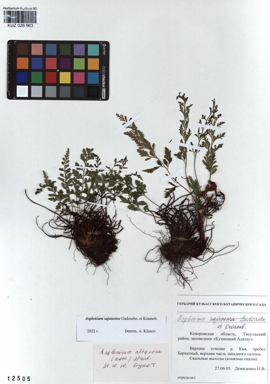 Asplenium cuneifolium subsp. woronowii (Christ) Reichst., Viane, Rasbach & Schneller, Siberia, Altai & Sayany Mountains (S2) (Russia)
