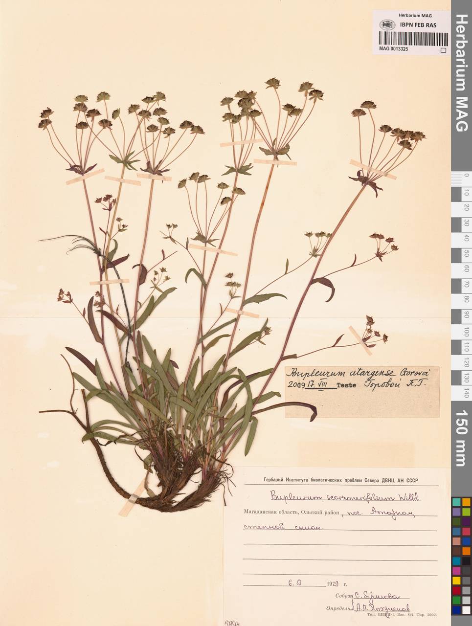 Bupleurum atargense Gorovoj, Siberia, Chukotka & Kamchatka (S7) (Russia)