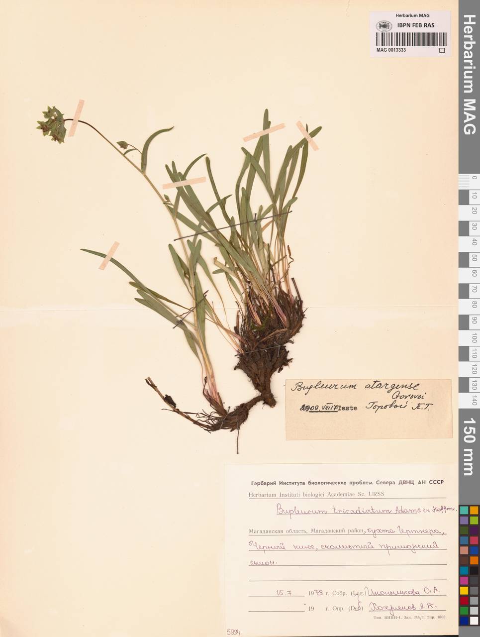 Bupleurum atargense Gorovoj, Siberia, Chukotka & Kamchatka (S7) (Russia)