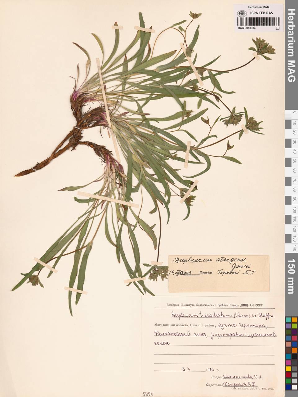 Bupleurum atargense Gorovoj, Siberia, Chukotka & Kamchatka (S7) (Russia)