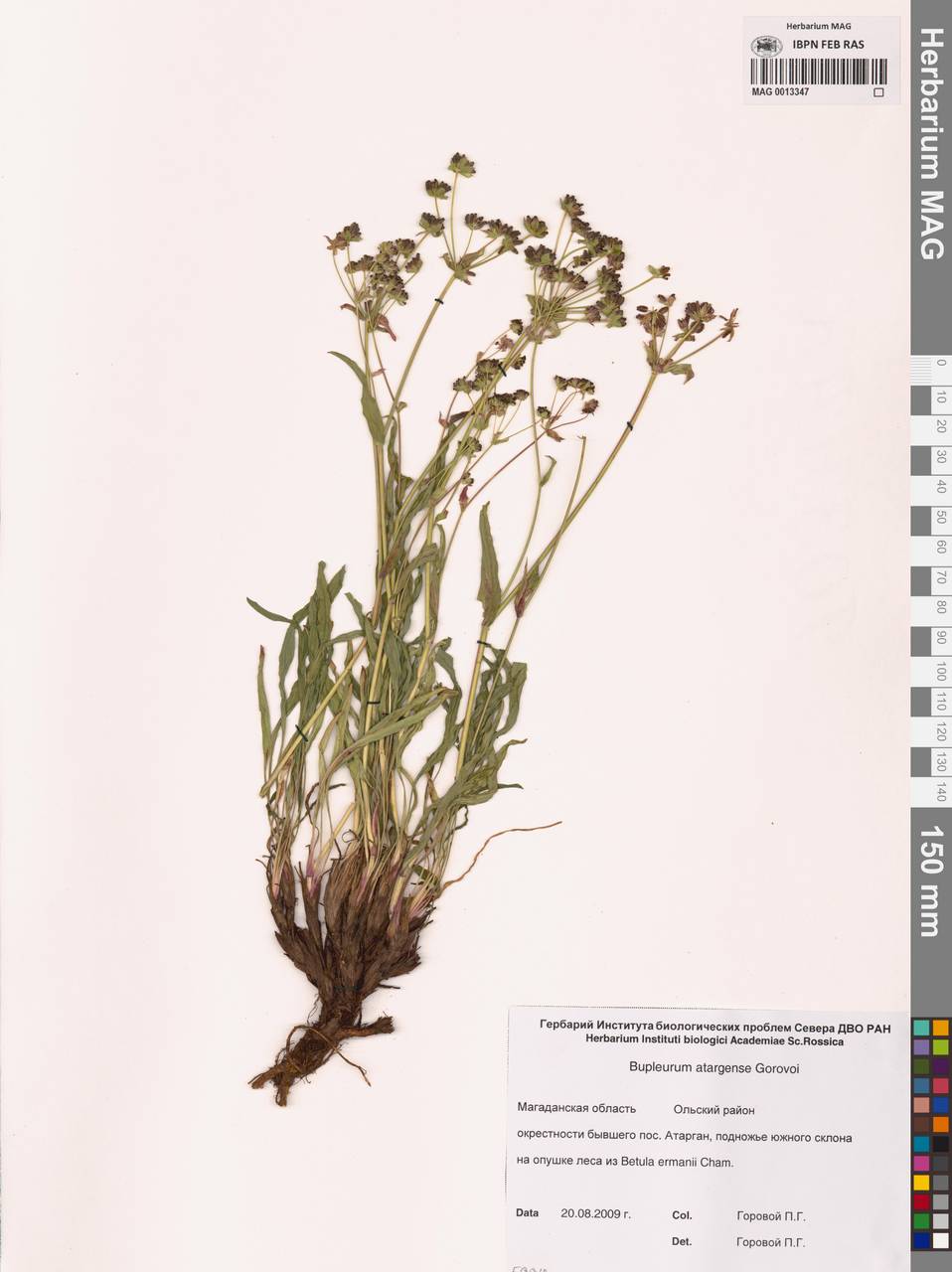 Bupleurum atargense Gorovoj, Siberia, Chukotka & Kamchatka (S7) (Russia)