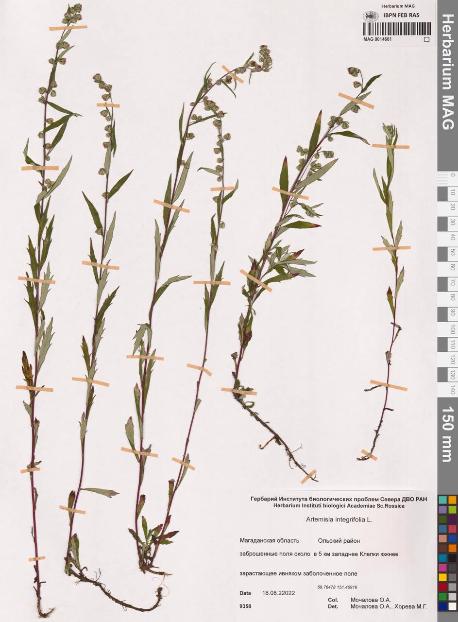 Artemisia integrifolia L., Siberia, Chukotka & Kamchatka (S7) (Russia)