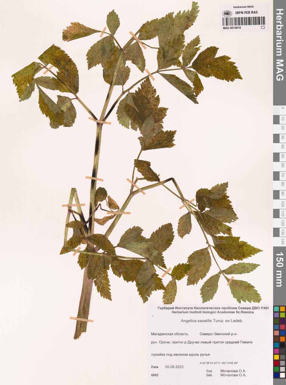 Angelica saxatilis Turcz. ex Ledeb., Siberia, Chukotka & Kamchatka (S7) (Russia)