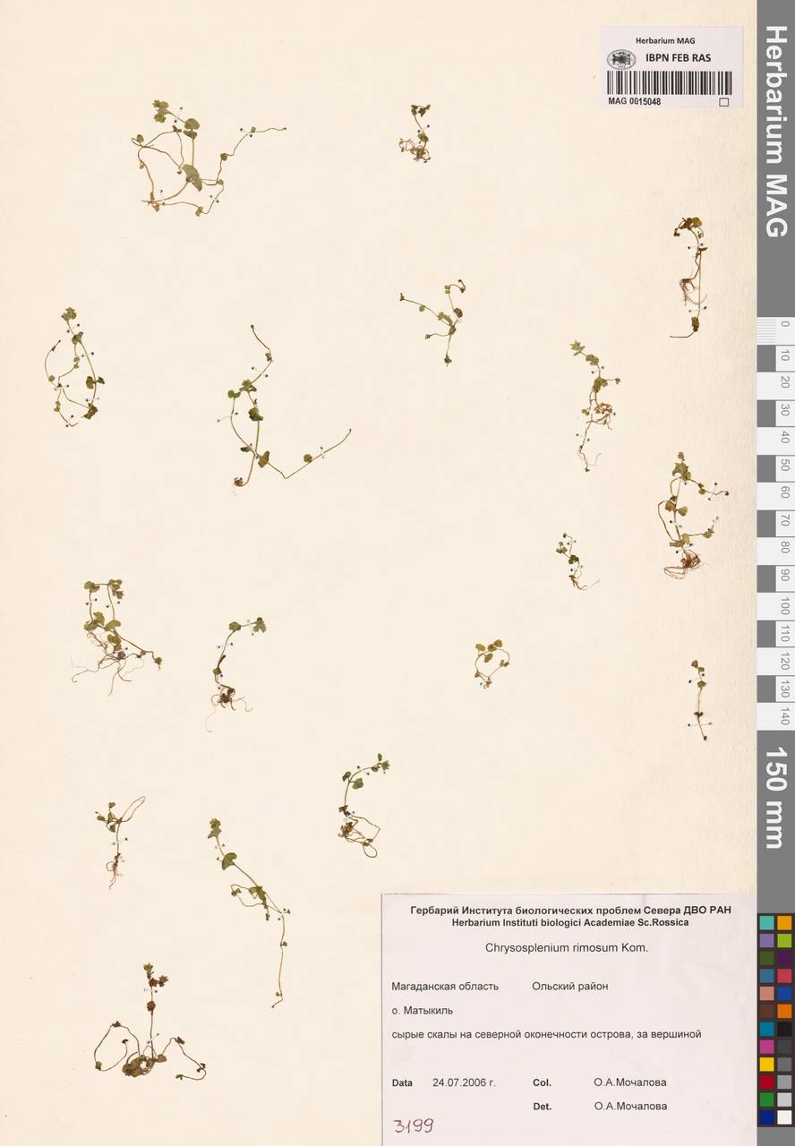 Chrysosplenium rimosum Kom., Siberia, Chukotka & Kamchatka (S7) (Russia)