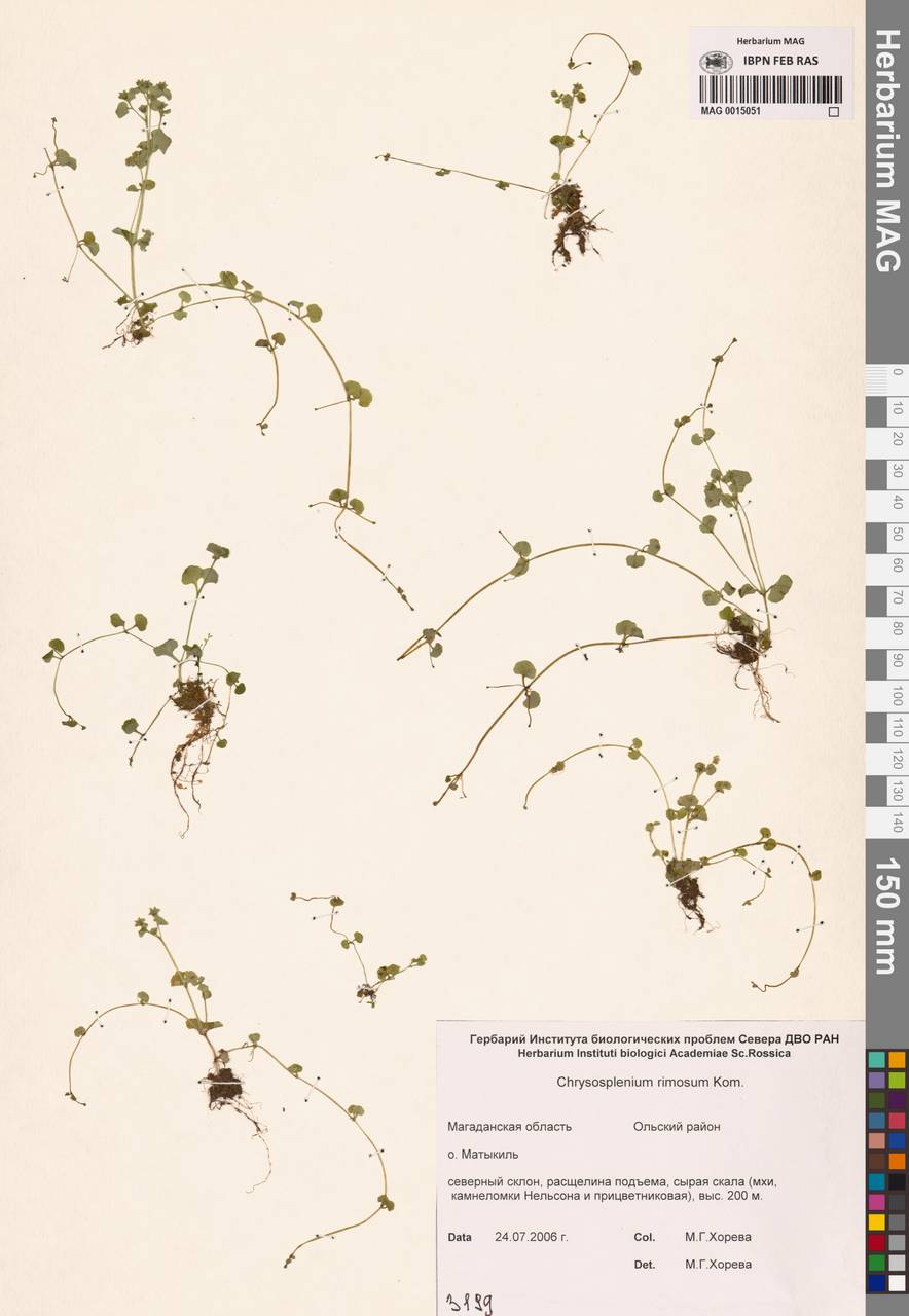 Chrysosplenium rimosum Kom., Siberia, Chukotka & Kamchatka (S7) (Russia)