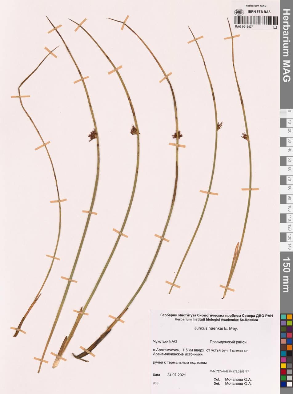 Juncus haenkei E.Mey., Siberia, Chukotka & Kamchatka (S7) (Russia)
