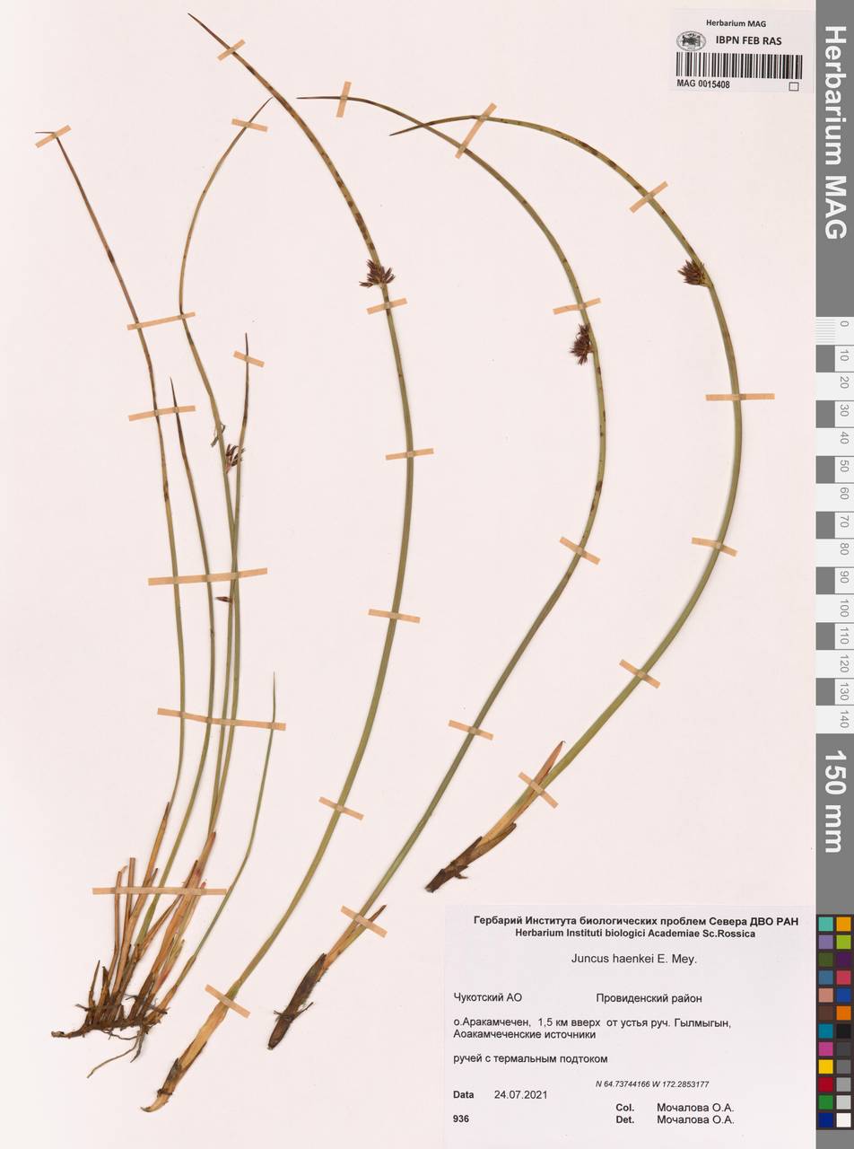 Juncus haenkei E.Mey., Siberia, Chukotka & Kamchatka (S7) (Russia)