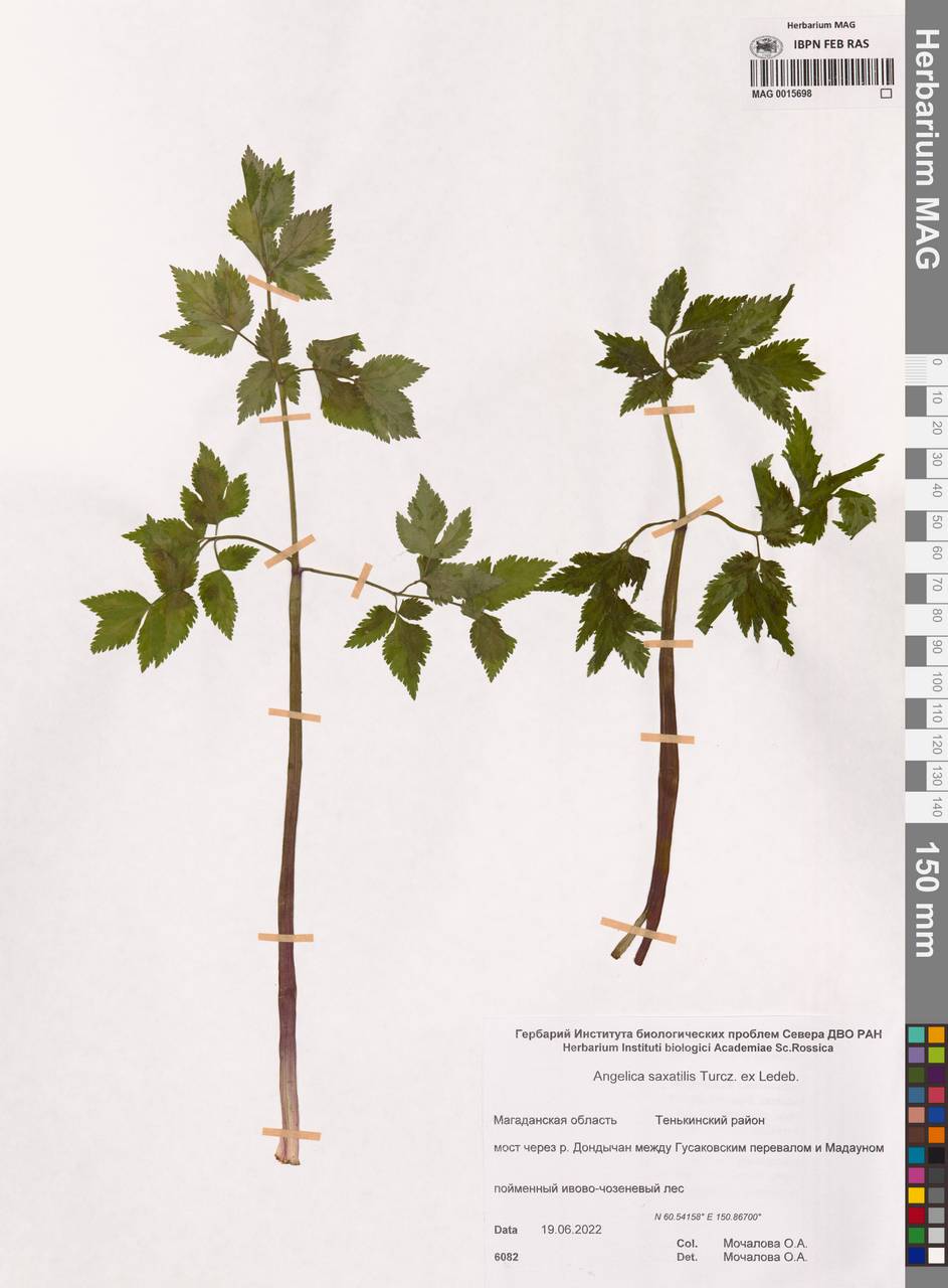 Angelica saxatilis Turcz. ex Ledeb., Siberia, Chukotka & Kamchatka (S7) (Russia)
