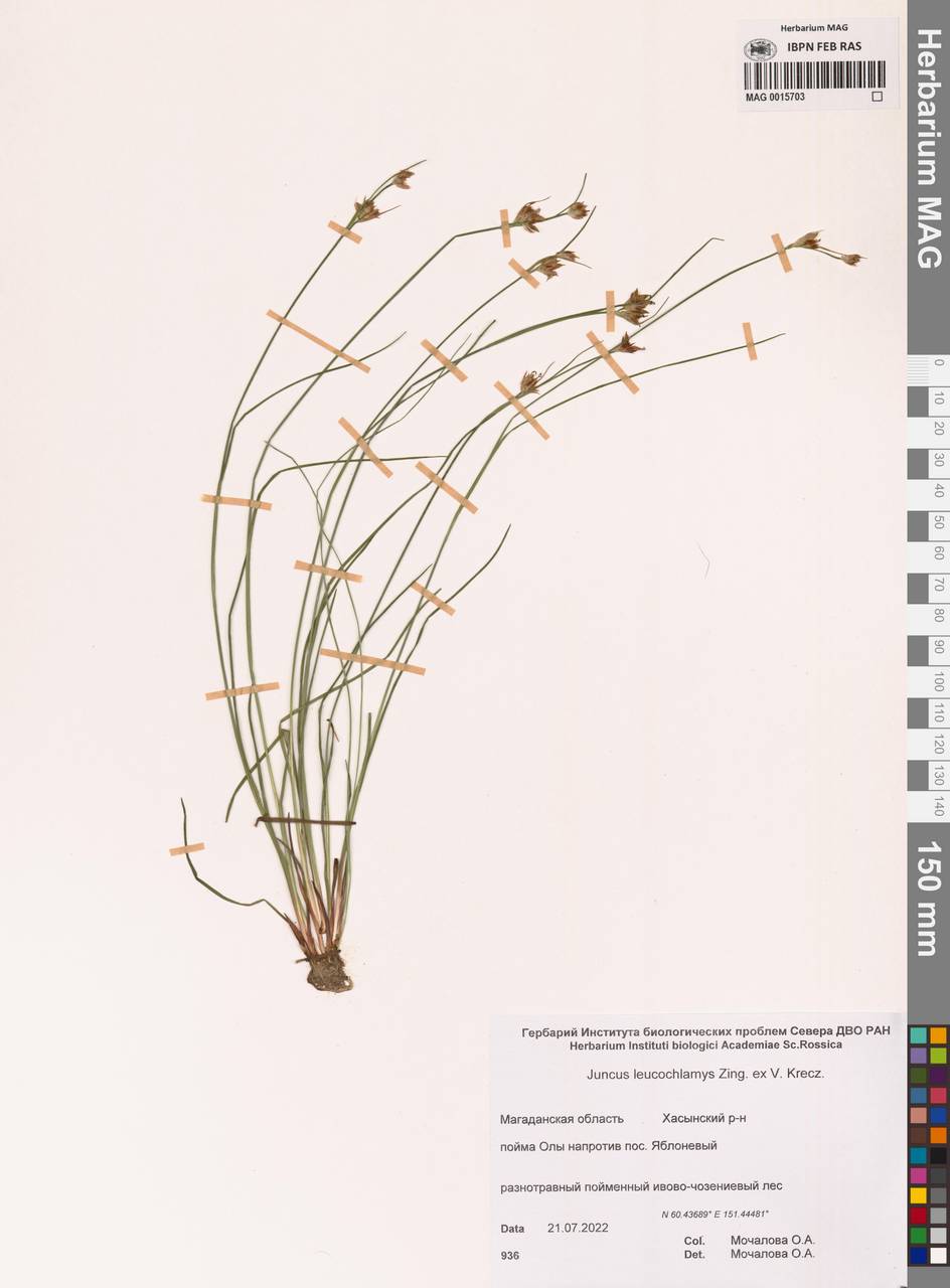 Juncus castaneus subsp. leucochlamys (W.J.Zinger ex V.I.Krecz.) Hultén, Siberia, Chukotka & Kamchatka (S7) (Russia)
