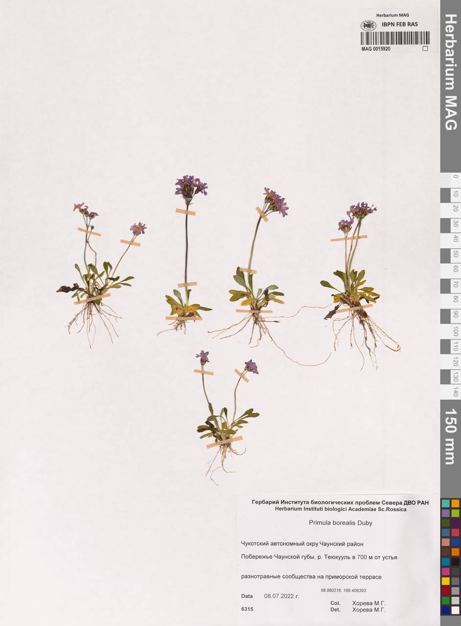 Primula borealis Duby, Siberia, Chukotka & Kamchatka (S7) (Russia)