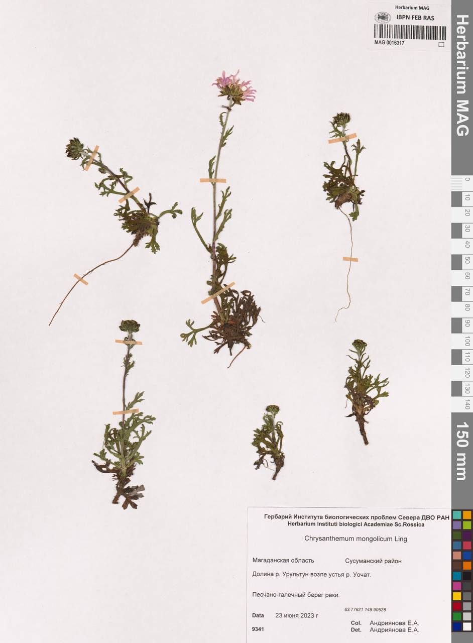 Chrysanthemum zawadzkii subsp. peleiolepis (Trautv.) Zuev, Siberia, Chukotka & Kamchatka (S7) (Russia)