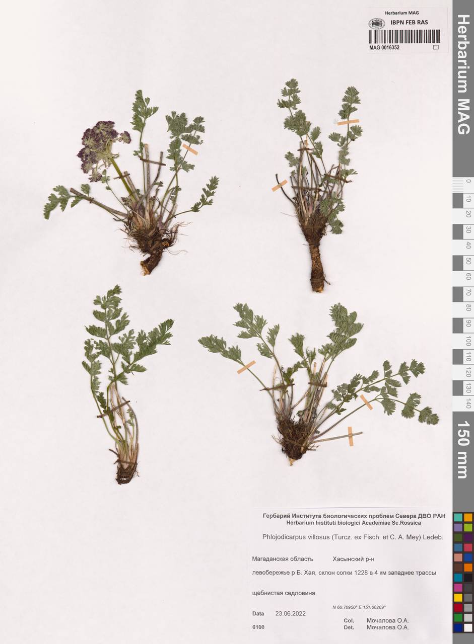 Phlojodicarpus villosus (Turcz. ex Fisch. & C.A.Mey.) Turcz. ex Ledeb., Siberia, Chukotka & Kamchatka (S7) (Russia)