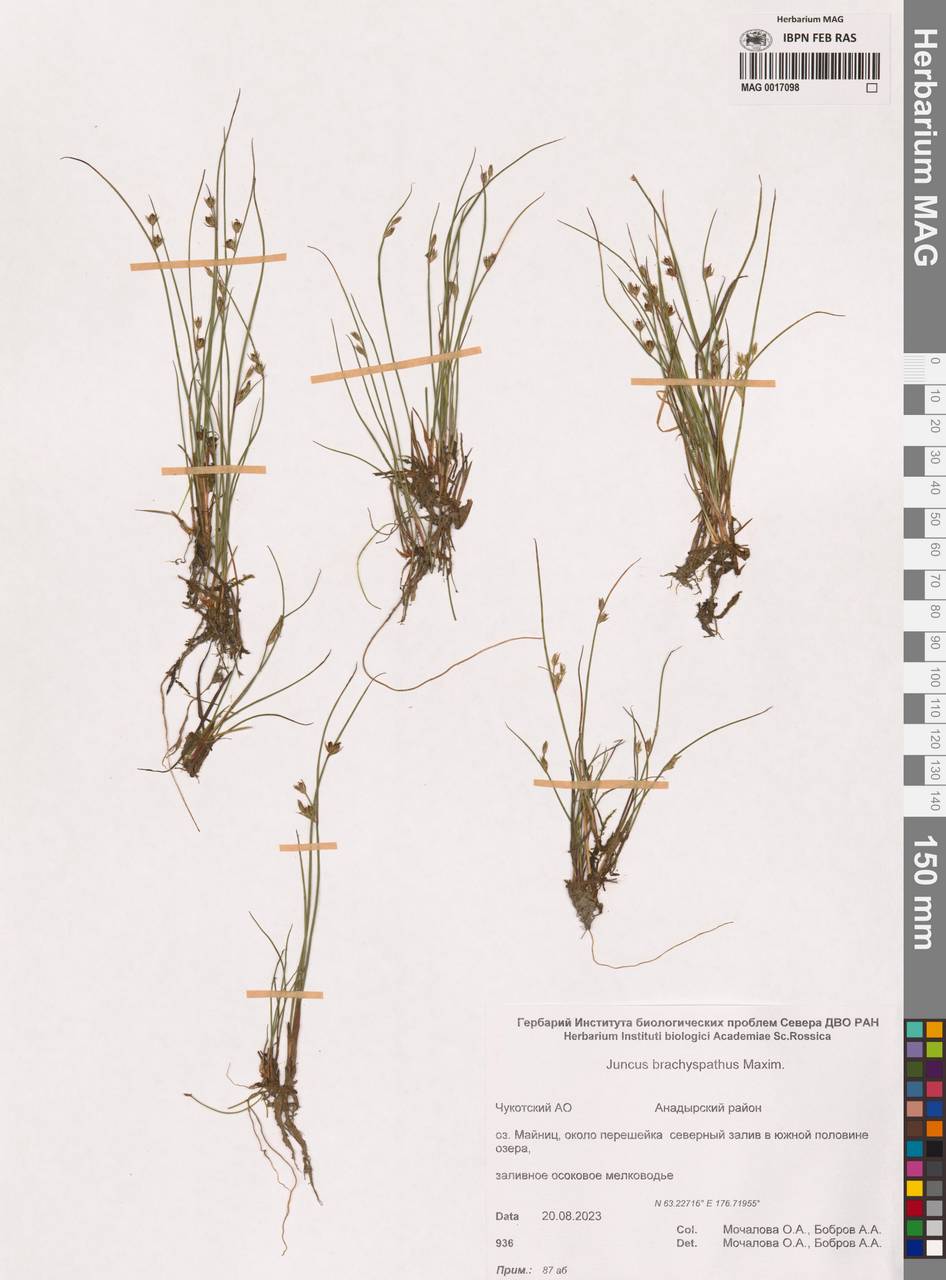 Juncus brachyspathus Maxim., Siberia, Chukotka & Kamchatka (S7) (Russia)