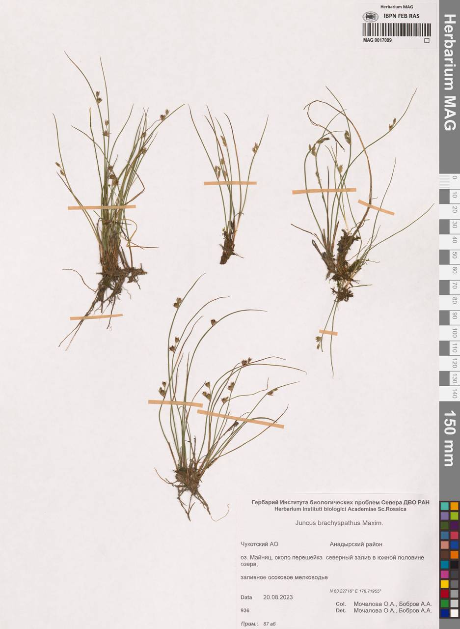 Juncus brachyspathus Maxim., Siberia, Chukotka & Kamchatka (S7) (Russia)