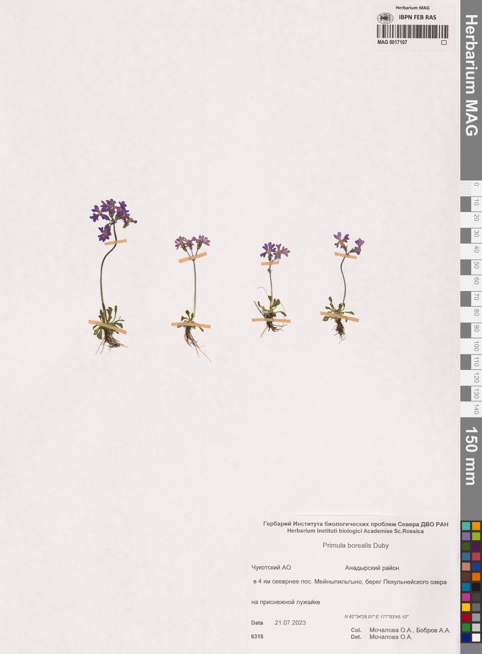 Primula borealis Duby, Siberia, Chukotka & Kamchatka (S7) (Russia)