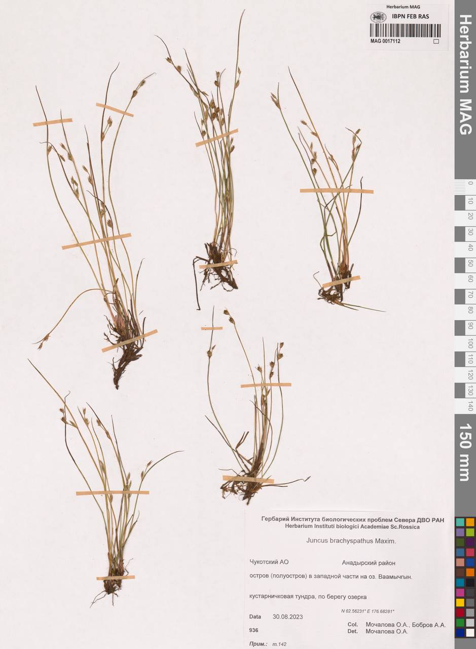 Juncus brachyspathus Maxim., Siberia, Chukotka & Kamchatka (S7) (Russia)