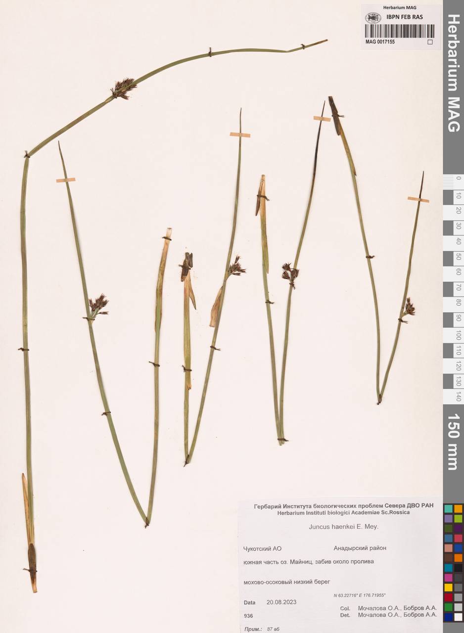 Juncus haenkei E.Mey., Siberia, Chukotka & Kamchatka (S7) (Russia)