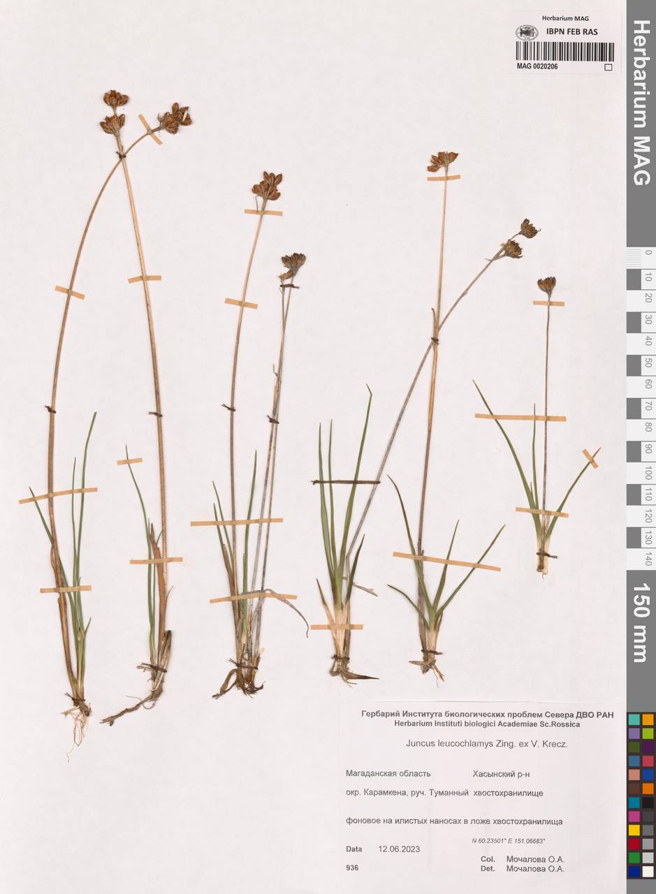 Juncus castaneus subsp. leucochlamys (W.J.Zinger ex V.I.Krecz.) Hultén, Siberia, Chukotka & Kamchatka (S7) (Russia)