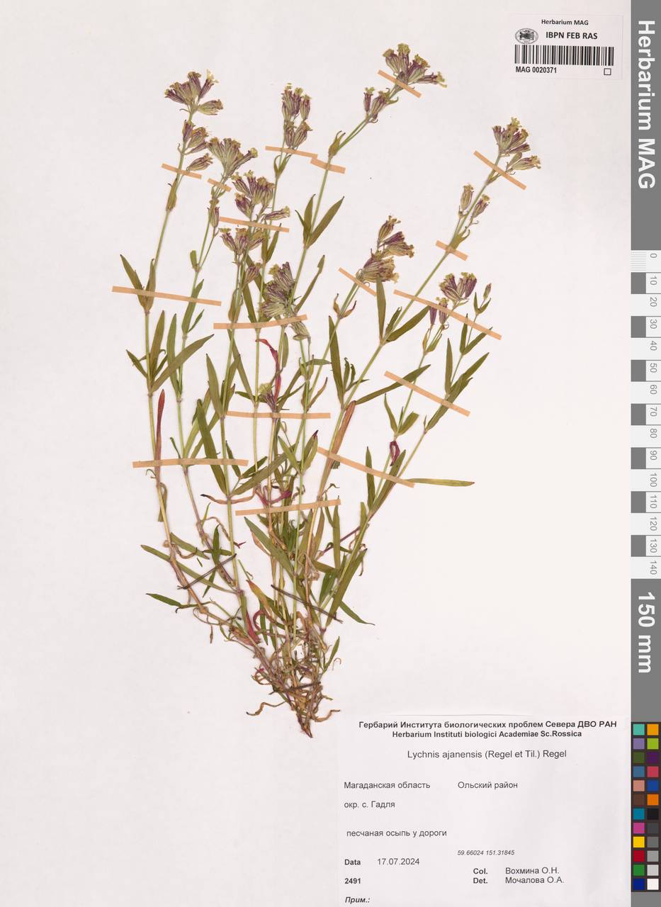 Silene ajanensis (Regel & Tiling) Vorosch., Siberia, Chukotka & Kamchatka (S7) (Russia)