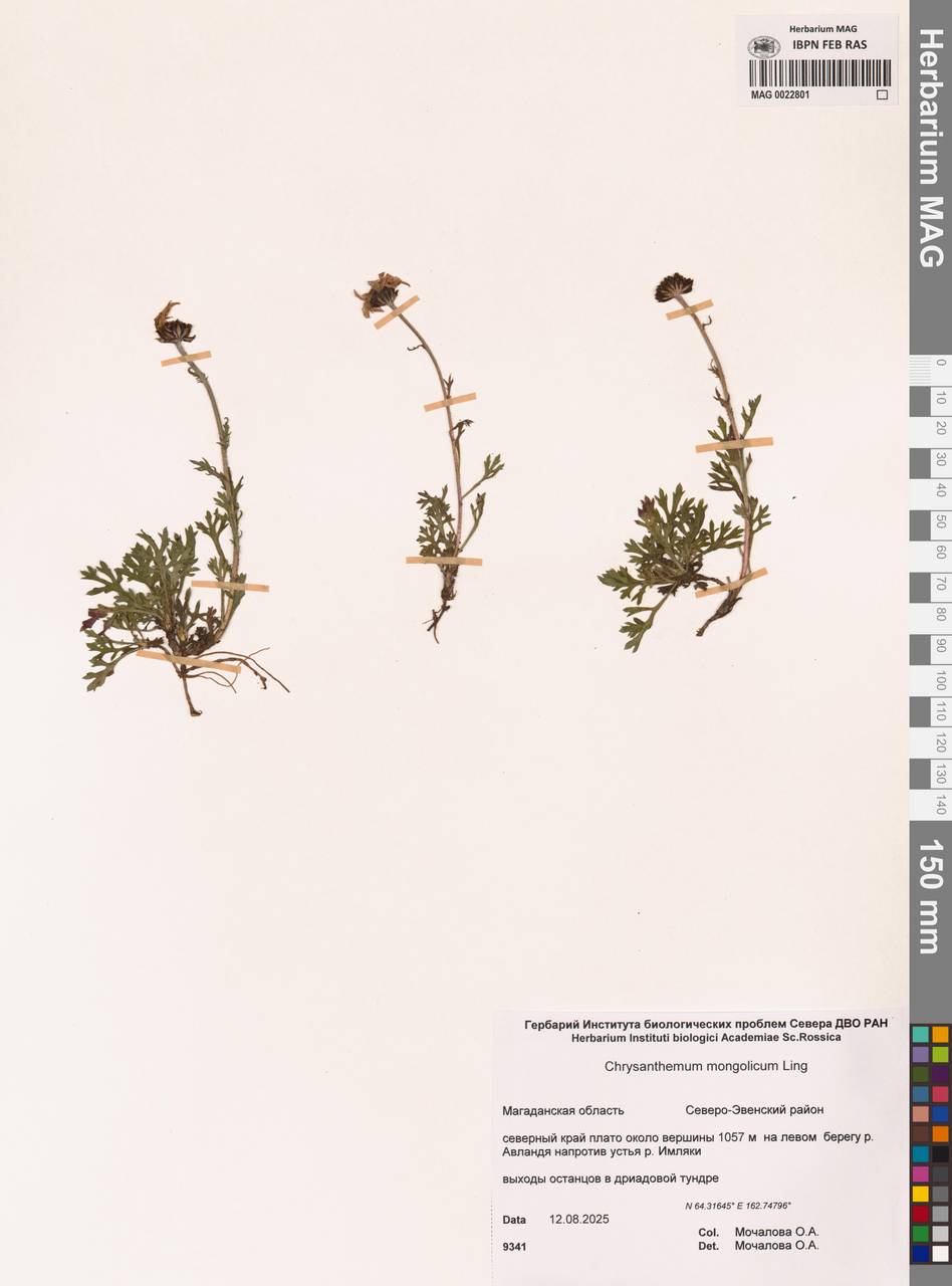 Chrysanthemum zawadzkii subsp. peleiolepis (Trautv.) Zuev, Siberia, Chukotka & Kamchatka (S7) (Russia)