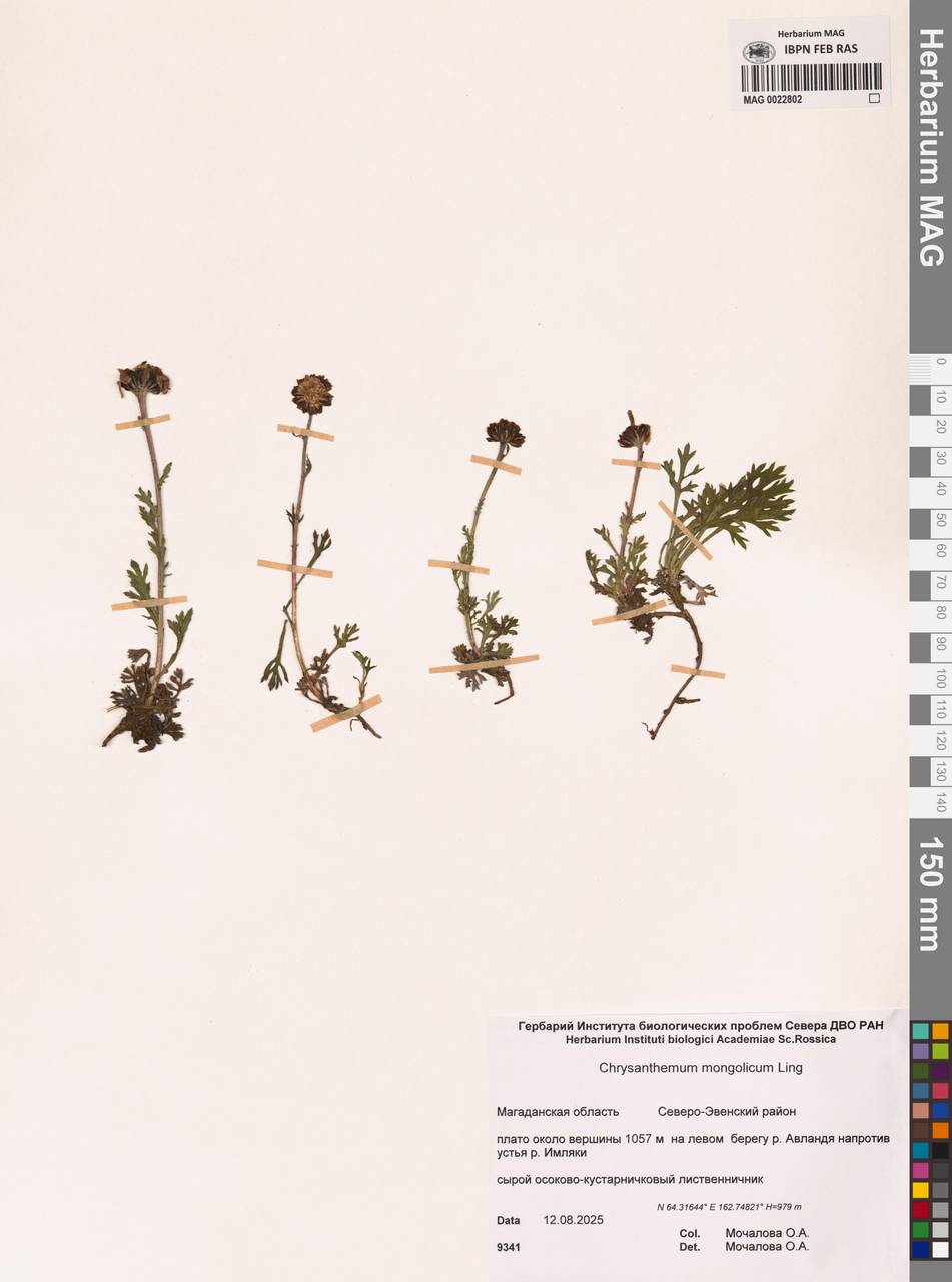 Chrysanthemum zawadzkii subsp. peleiolepis (Trautv.) Zuev, Siberia, Chukotka & Kamchatka (S7) (Russia)