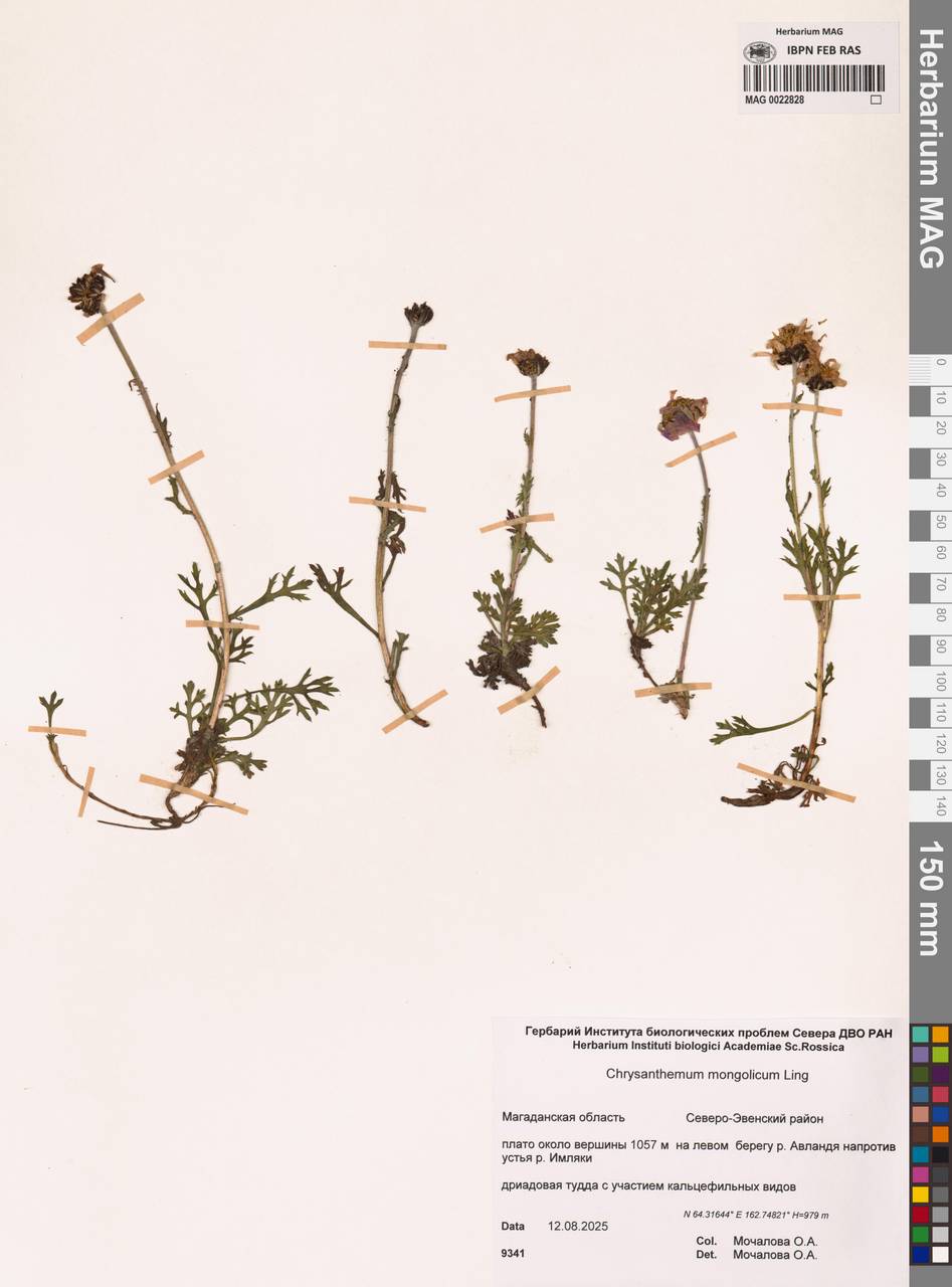 Chrysanthemum zawadzkii subsp. peleiolepis (Trautv.) Zuev, Siberia, Chukotka & Kamchatka (S7) (Russia)