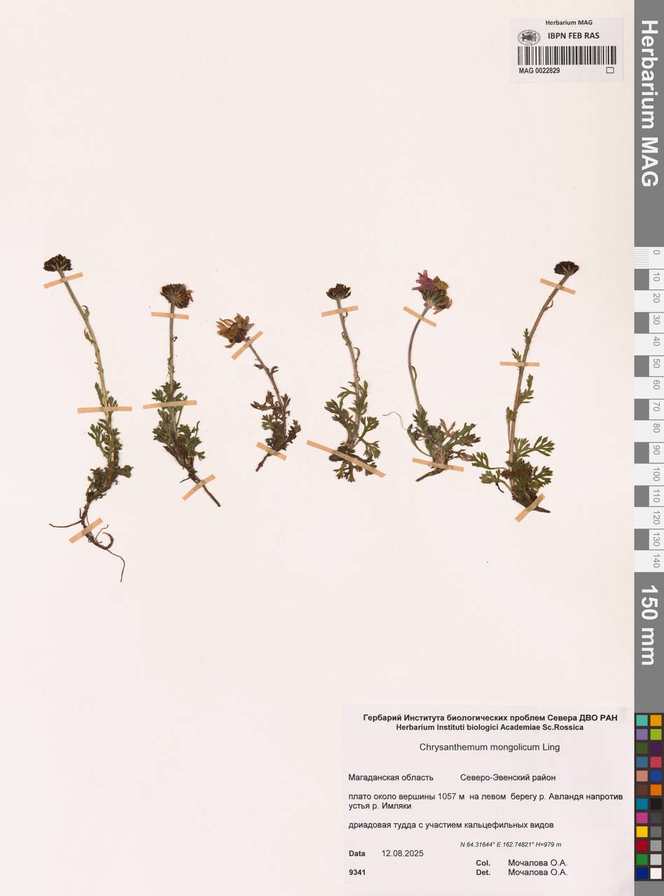 Chrysanthemum zawadzkii subsp. peleiolepis (Trautv.) Zuev, Siberia, Chukotka & Kamchatka (S7) (Russia)
