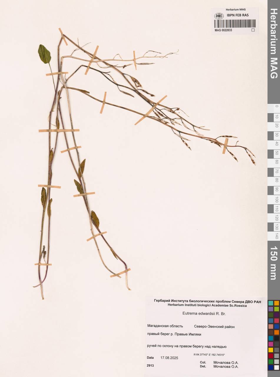 Eutrema edwardsii R.Br., Siberia, Chukotka & Kamchatka (S7) (Russia)