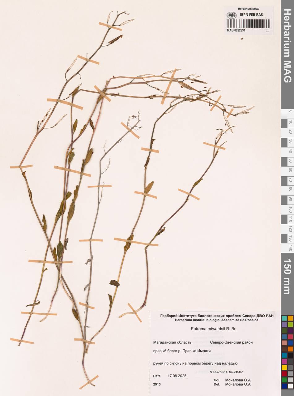 Eutrema edwardsii R.Br., Siberia, Chukotka & Kamchatka (S7) (Russia)