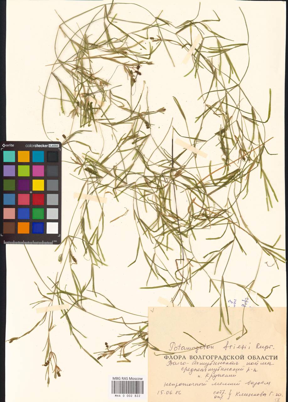 Potamogeton friesii Rupr., Eastern Europe, Lower Volga region (E9) (Russia)