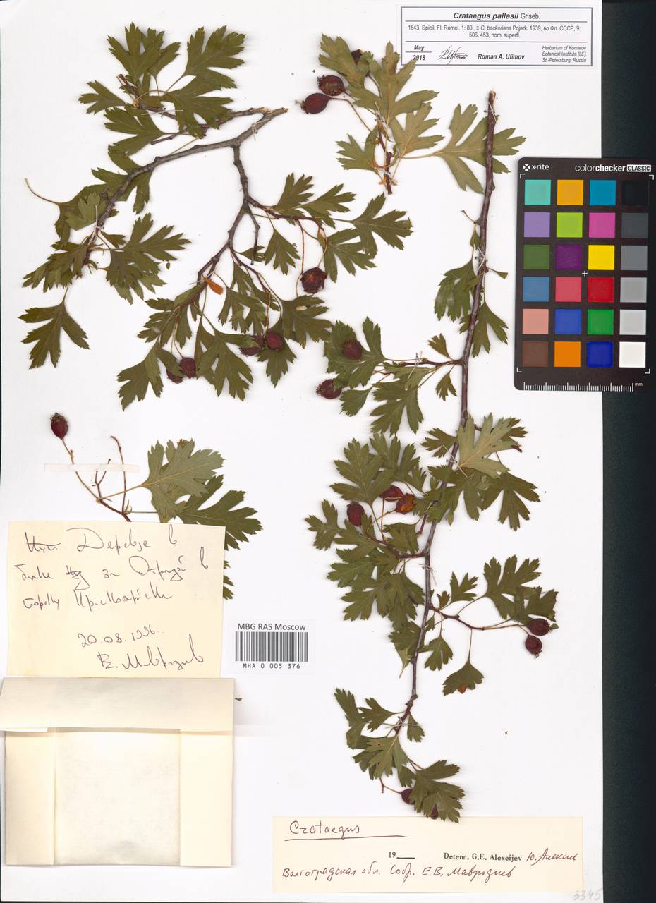Crataegus pallasii Griseb., Eastern Europe, Lower Volga region (E9) (Russia)