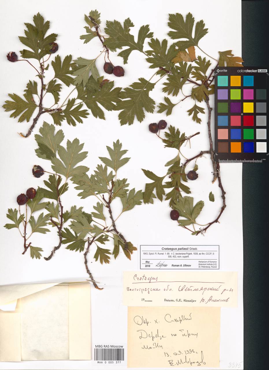 Crataegus pallasii Griseb., Eastern Europe, Lower Volga region (E9) (Russia)