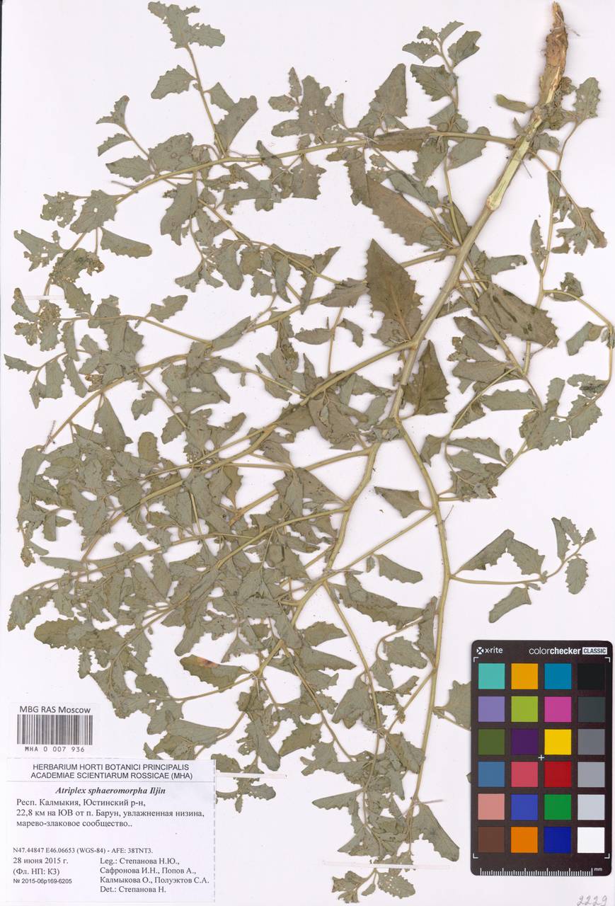 Atriplex sphaeromorpha Iljin, Eastern Europe, Lower Volga region (E9) (Russia)