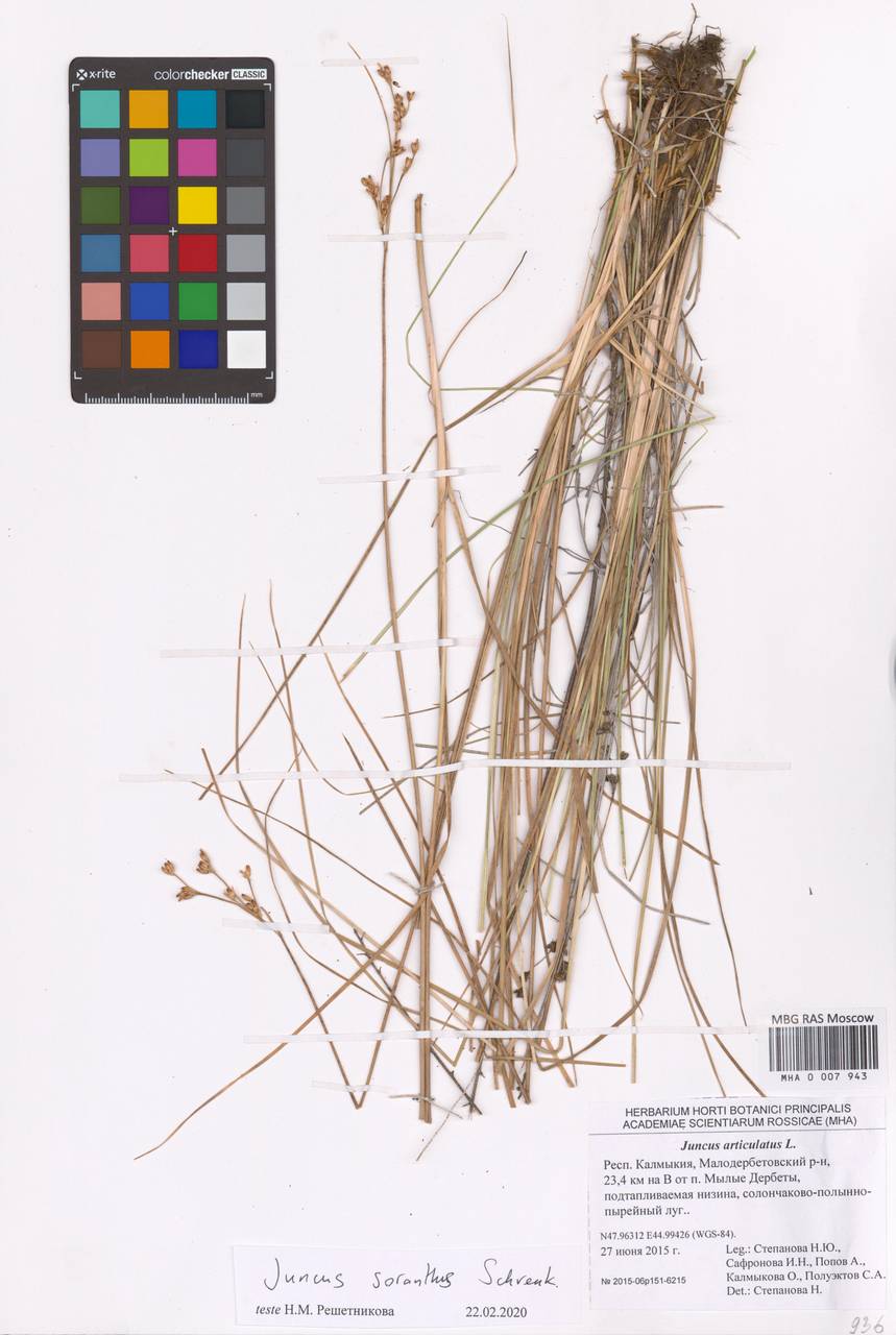 Juncus soranthus Schrenk, Eastern Europe, Lower Volga region (E9) (Russia)