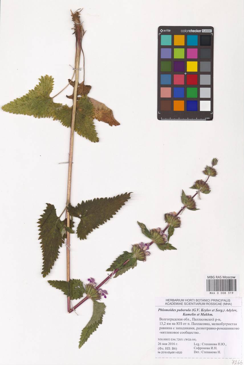 MHA 0 008 319, Phlomoides puberula (Krylov & Serg.) Adylov, Kamelin & Makhm., Eastern Europe, Lower Volga region (E9) (Russia)