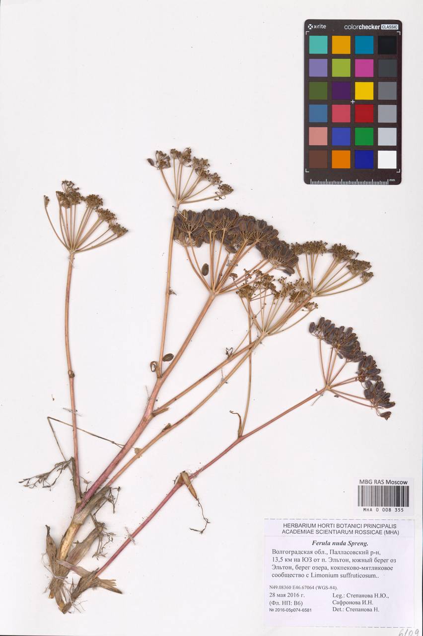 Ferula nuda Spreng., Eastern Europe, Lower Volga region (E9) (Russia)
