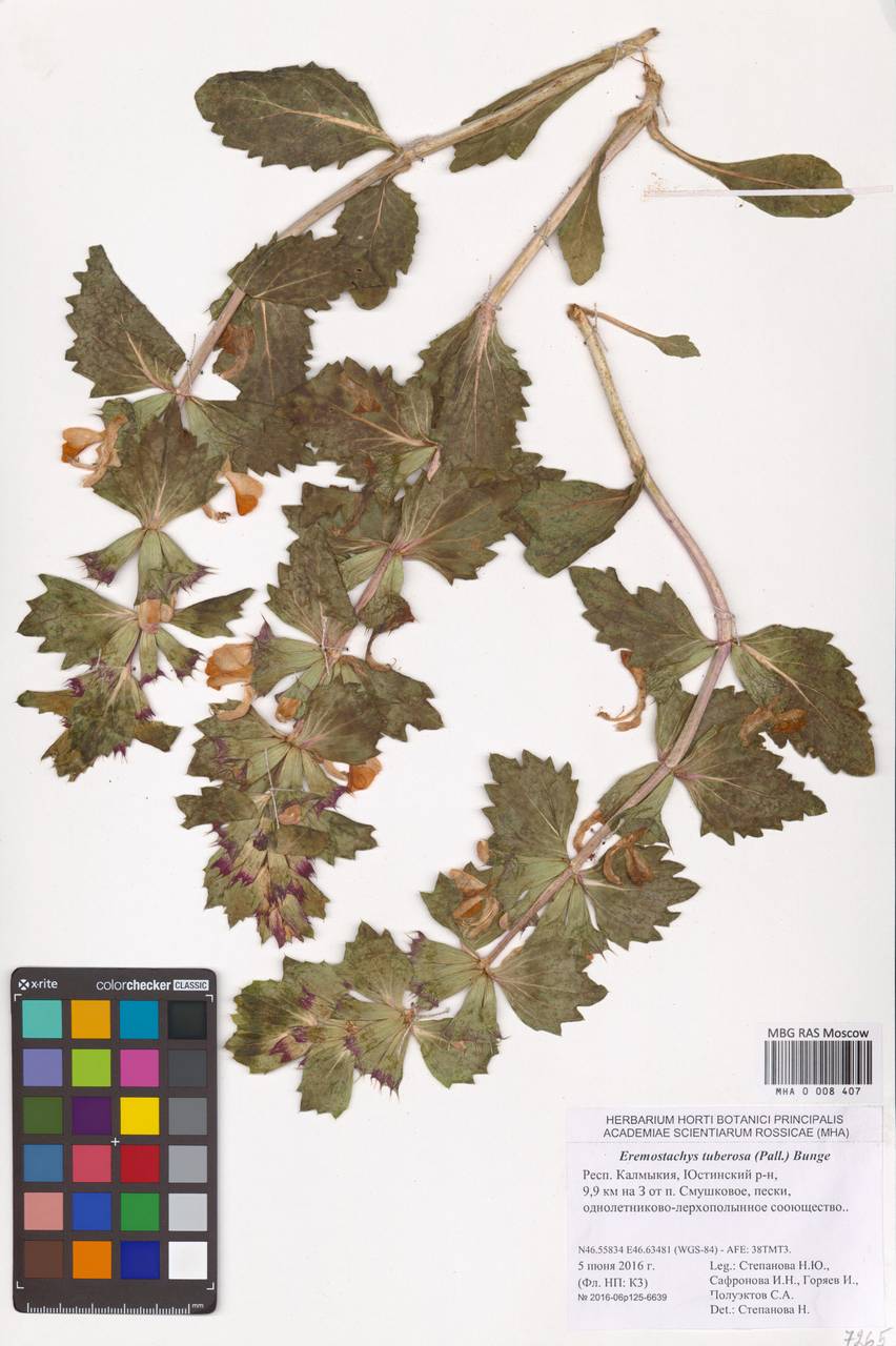 MHA 0 008 407, Phlomoides uralensis Salmaki, Eastern Europe, Lower Volga region (E9) (Russia)