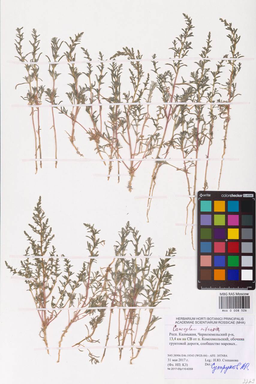 Nitrosalsola nitraria (Pall.) Tzvelev, Eastern Europe, Lower Volga region (E9) (Russia)