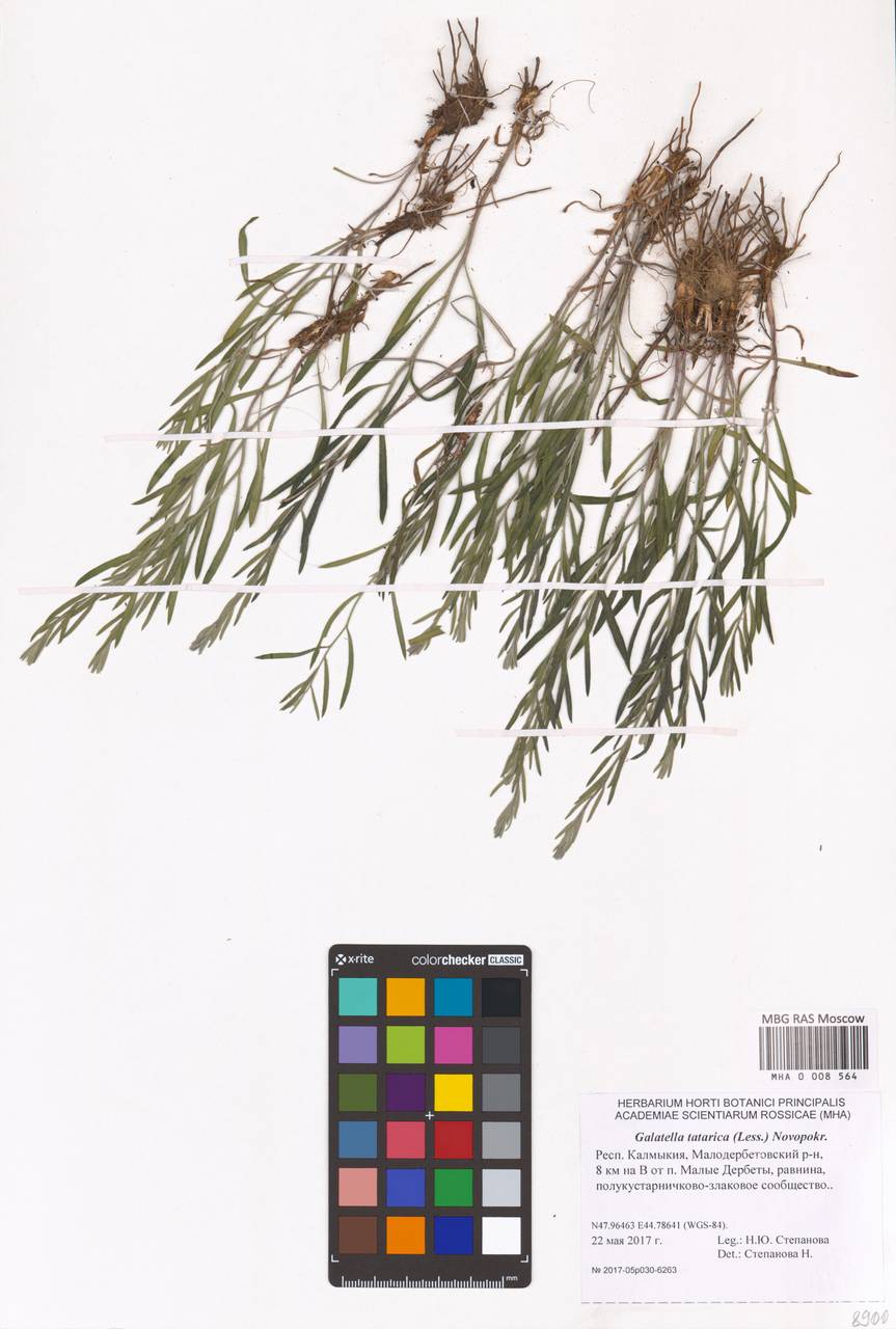 Galatella tatarica (Less.) Novopokr., Eastern Europe, Lower Volga region (E9) (Russia)