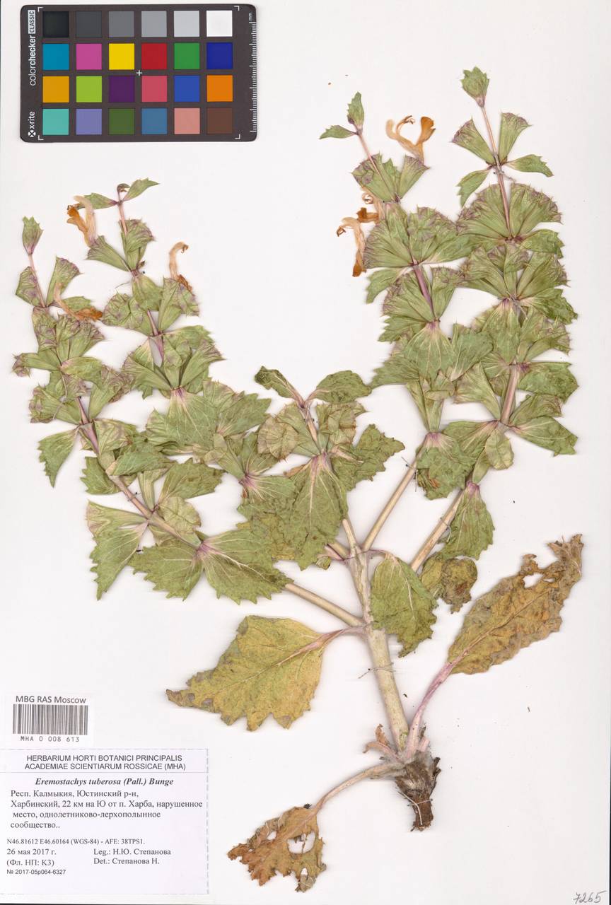 MHA 0 008 613, Phlomoides uralensis Salmaki, Eastern Europe, Lower Volga region (E9) (Russia)