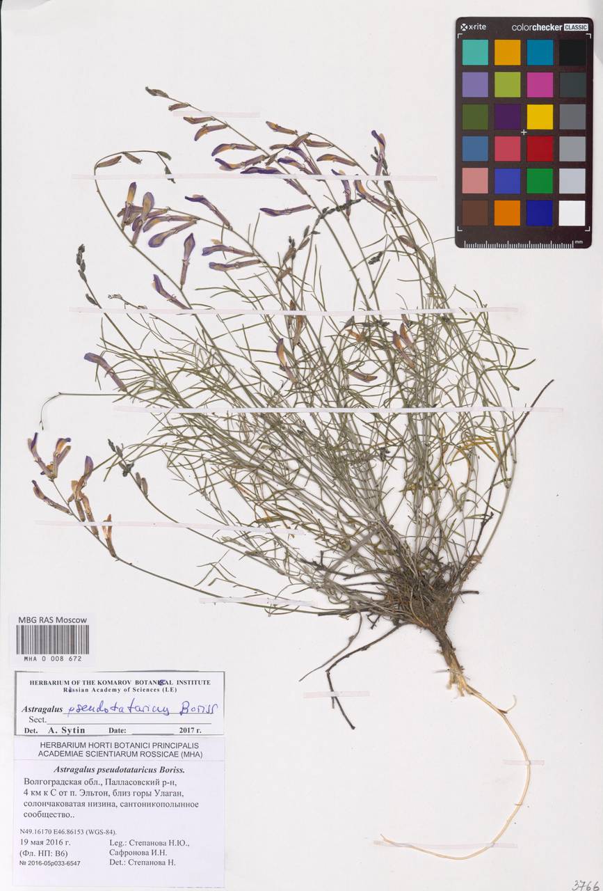 Astragalus pseudotataricus Boriss., Eastern Europe, Lower Volga region (E9) (Russia)