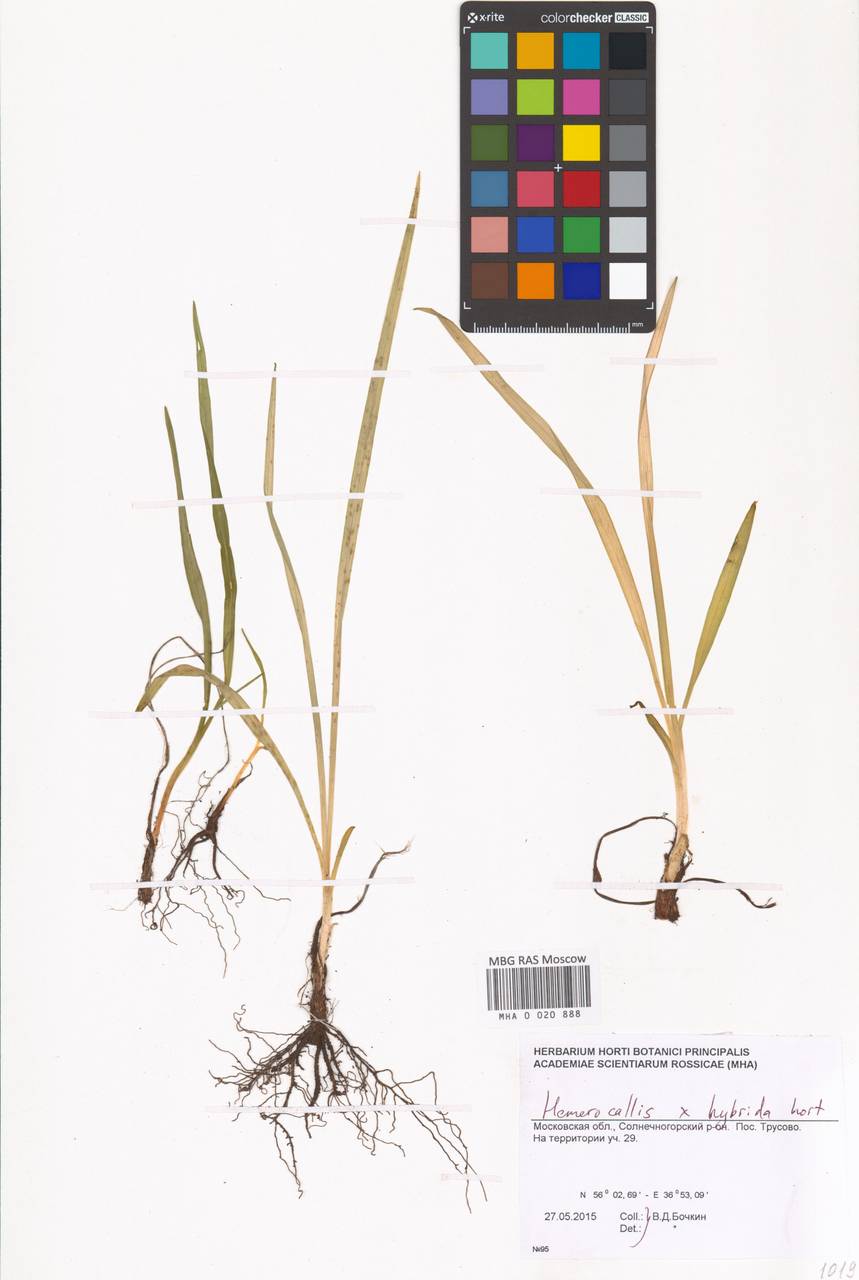 Hemerocallis hybrida, Eastern Europe, Moscow region (E4a) (Russia)