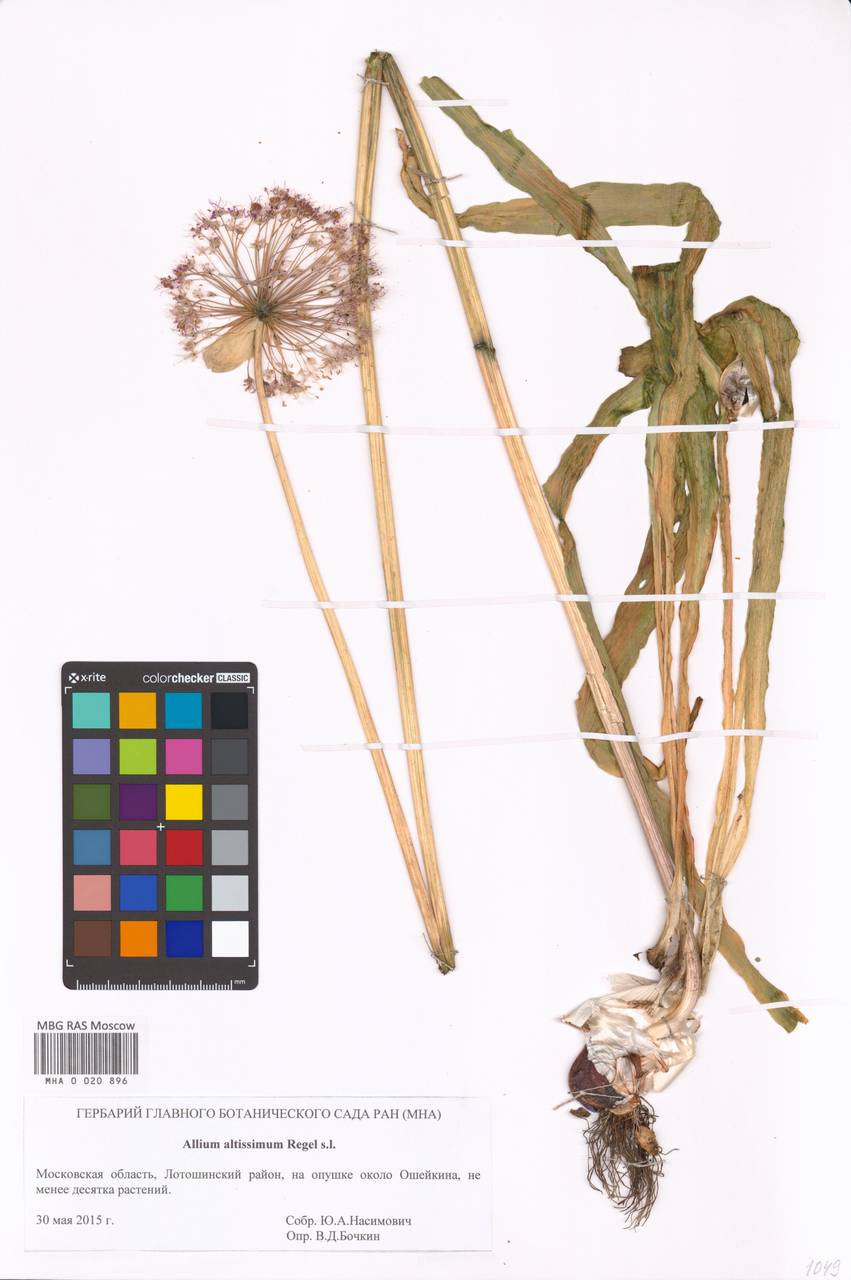 Allium altissimum Regel, Eastern Europe, Moscow region (E4a) (Russia)