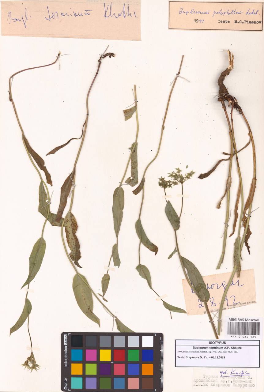 Bupleurum terminum A.P.Khokhr., South Asia, South Asia (Asia outside ex-Soviet states and Mongolia) (ASIA) (Turkey)
