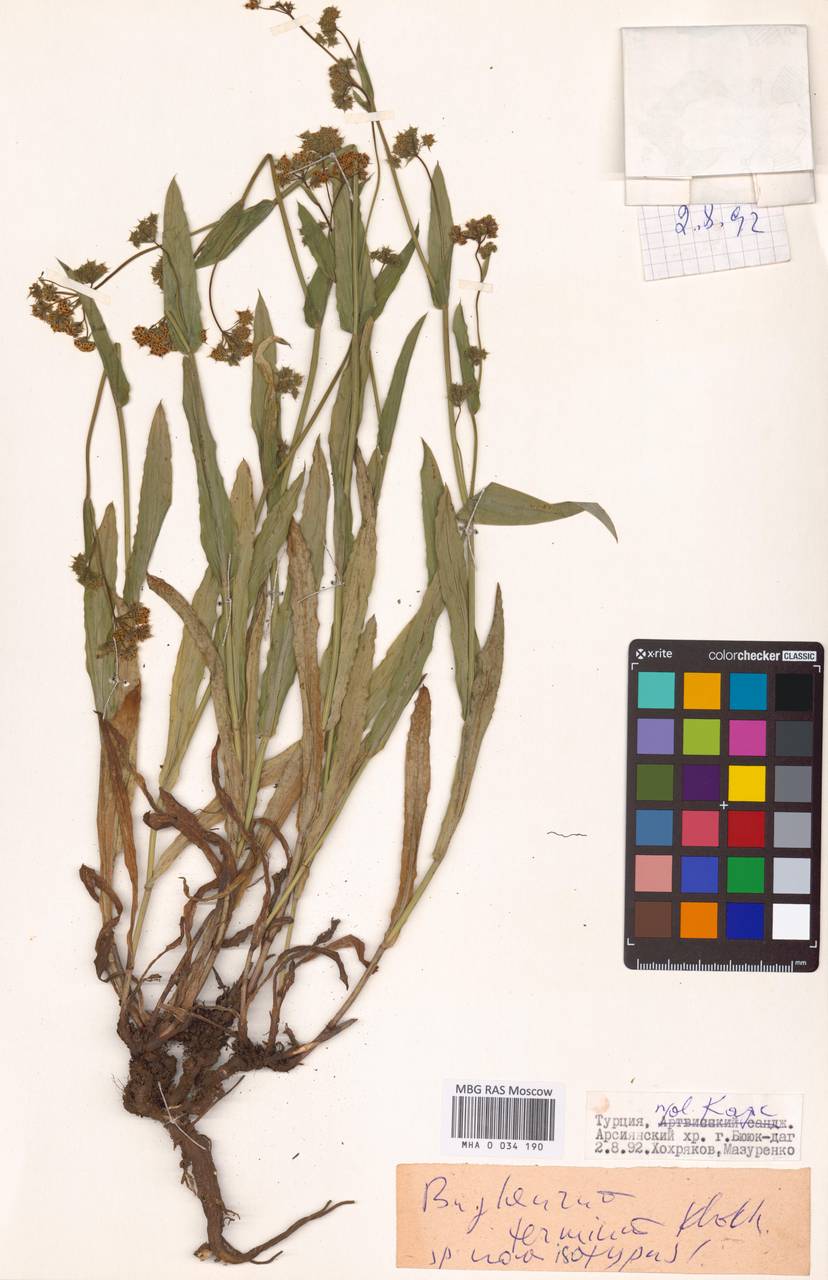 Bupleurum terminum A.P.Khokhr., South Asia, South Asia (Asia outside ex-Soviet states and Mongolia) (ASIA) (Turkey)