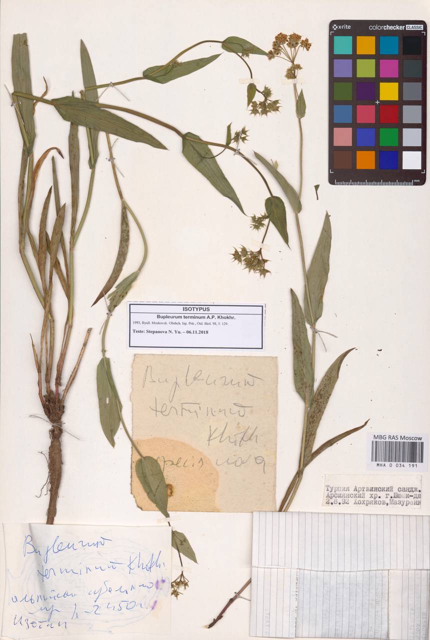 Bupleurum terminum A.P.Khokhr., South Asia, South Asia (Asia outside ex-Soviet states and Mongolia) (ASIA) (Turkey)