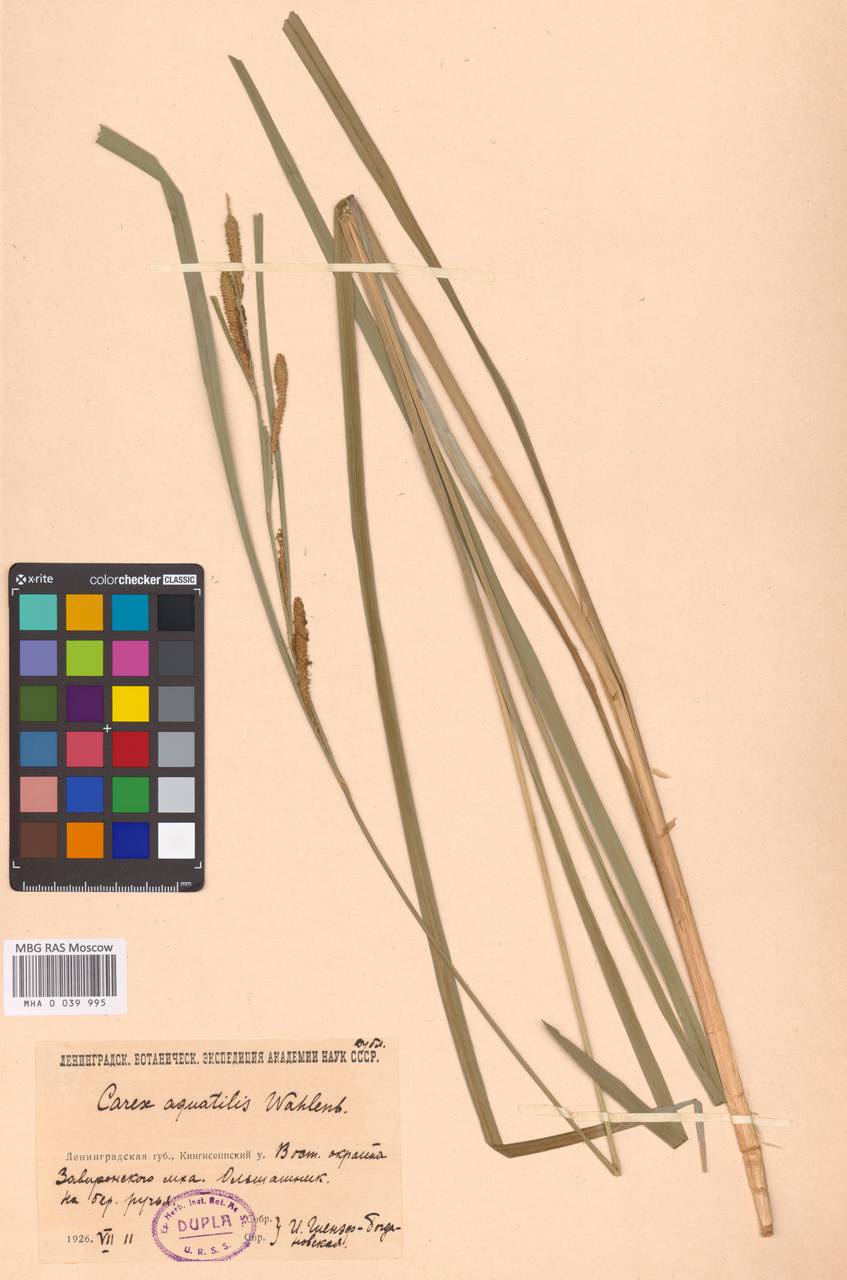 Carex aquatilis Wahlenb., Eastern Europe, North-Western region (E2) (Russia)